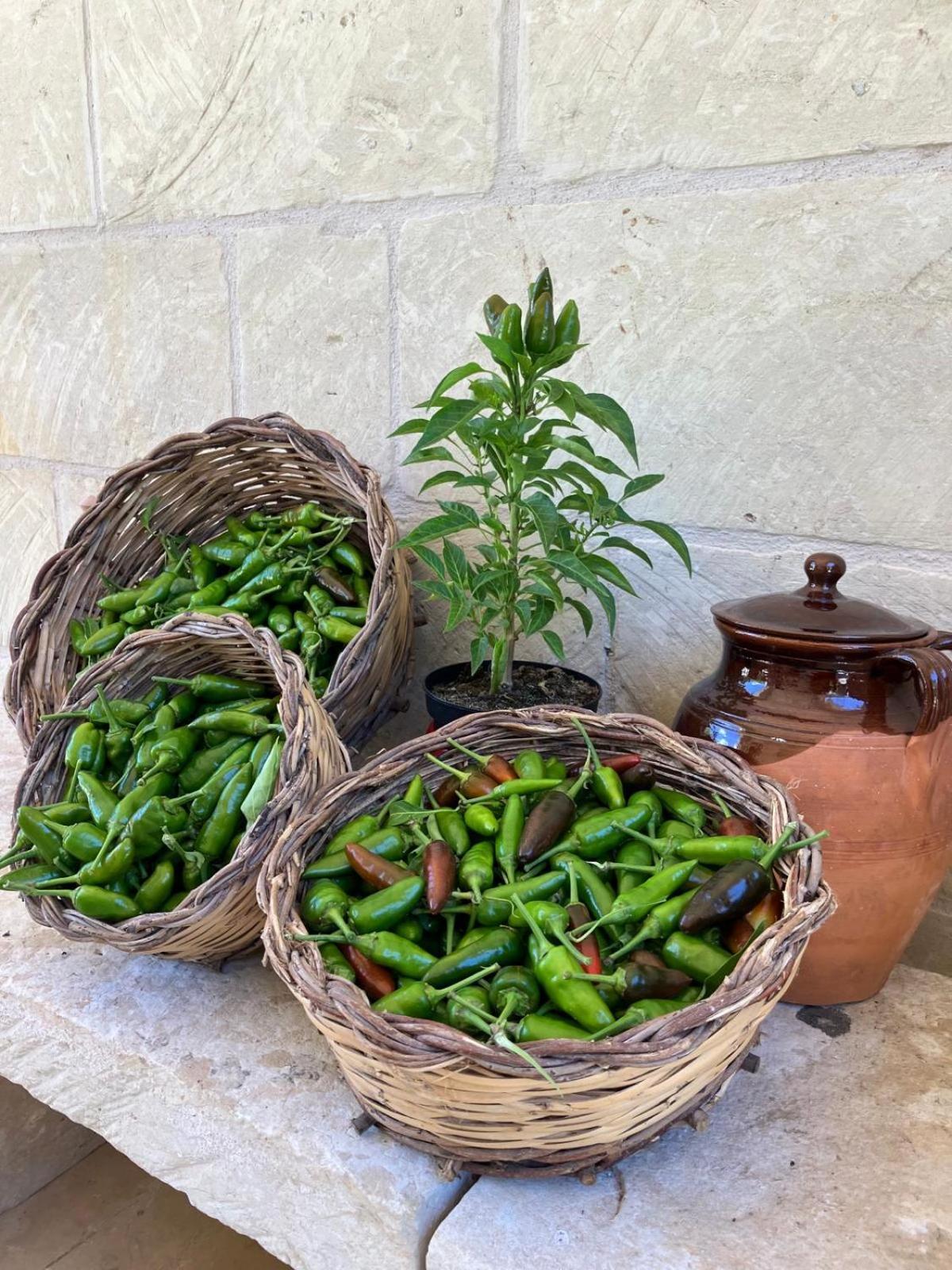 מרטאנו Masseria Sucea מראה חיצוני תמונה