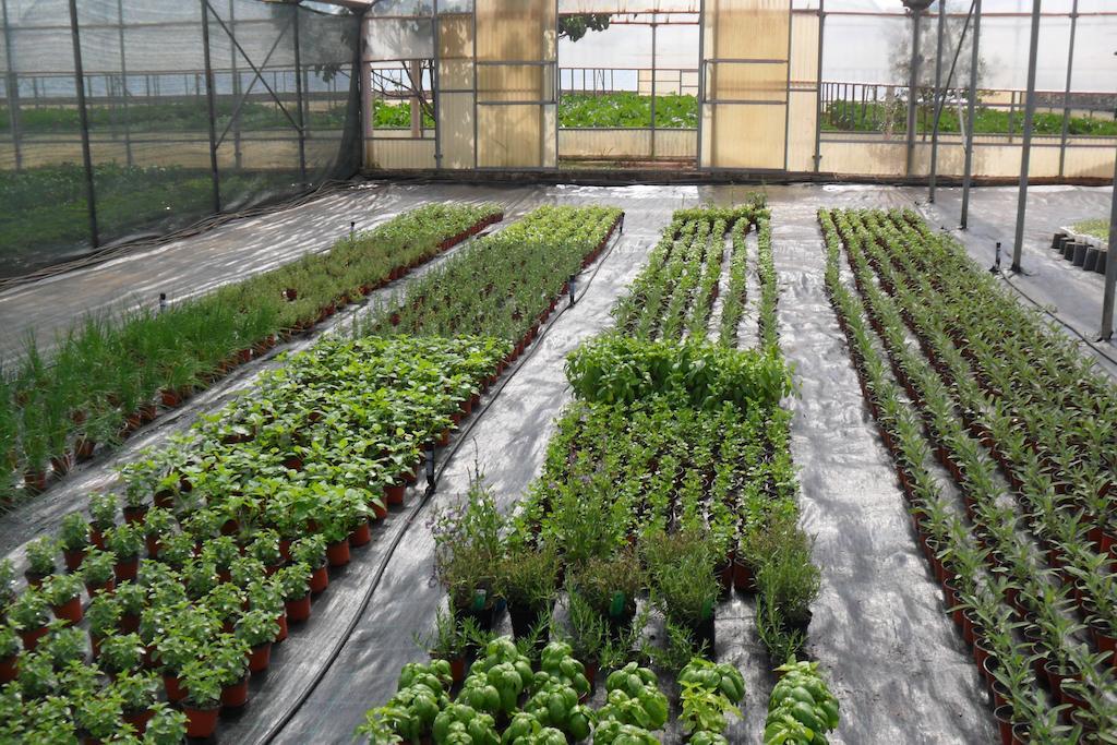 מרטאנו Masseria Sucea מראה חיצוני תמונה