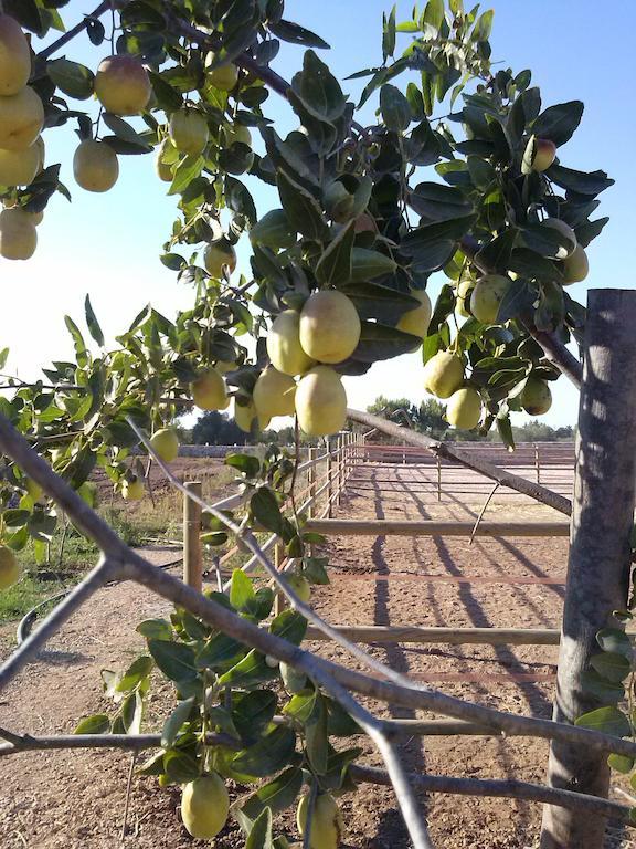 מרטאנו Masseria Sucea מראה חיצוני תמונה